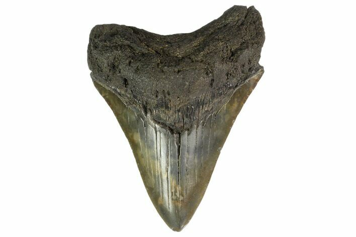 Fossil Megalodon Tooth - South Carolina #130776